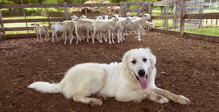 Buck with young ewes